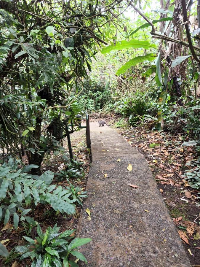 Cabanas El Bosque Turrialba Exterior photo