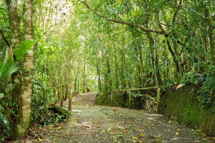 Cabanas El Bosque Turrialba Exterior photo